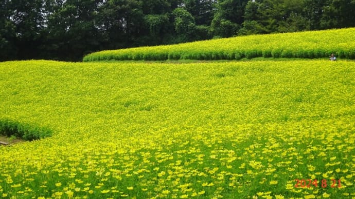 今日の昭和記念公園(レモンブライト)