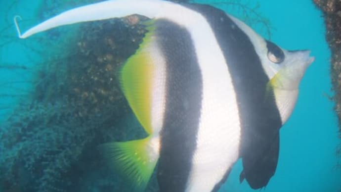 カラフルで可愛い魚たちです