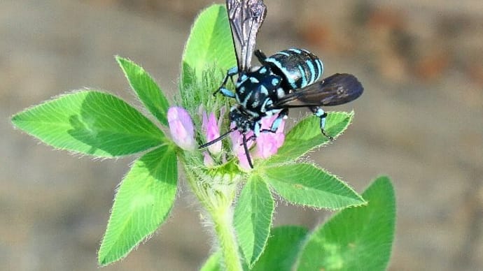 「幸せ運ぶ青い蜂」ブルービー