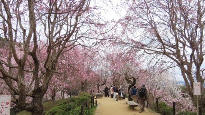 大神神社で桜見物2