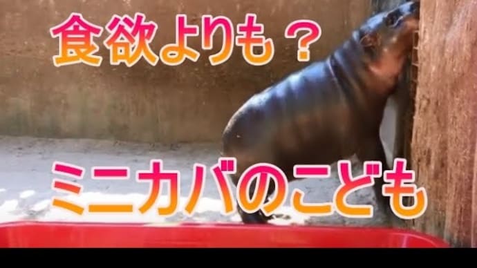 ドラゴンフルーツより部屋に帰りたいミニカバのあかちゃんをご覧ください。zoo 動物園