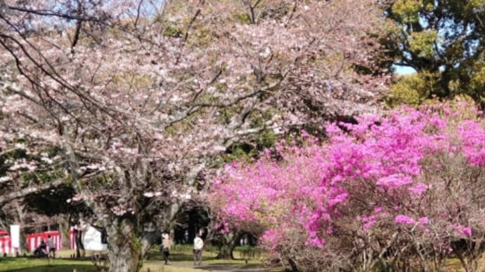 ソロお花見