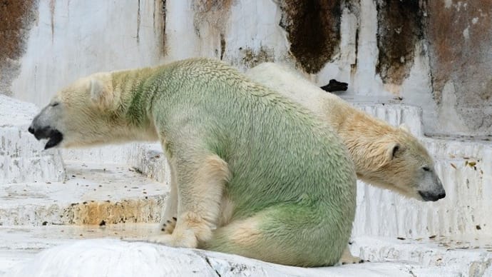 天王寺動物園 ホッキョクグマのホウちゃんとイっちゃん