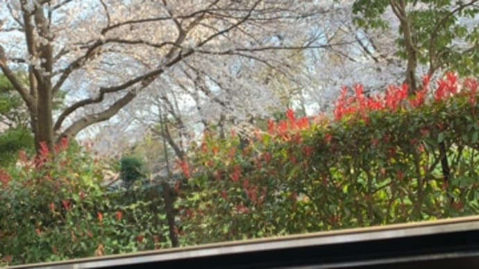 卒業・桜ネタ続き