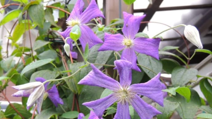 8月4週目の花色
