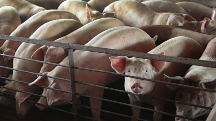 中国で今年も「アフリカ豚熱」感染爆発　減産に飼料コスト高で豚肉価格の高騰は必至