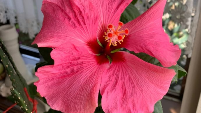 寒さを乗り越え花が咲く