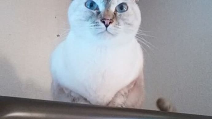 高いところ好きなにゃんこ女王様