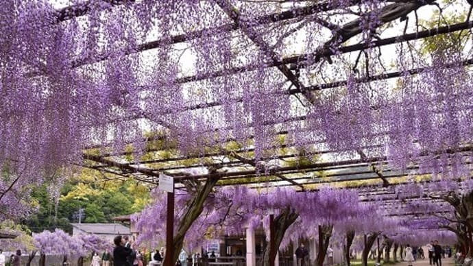 和気町 藤公園 の 藤は4月24日８分咲きでした