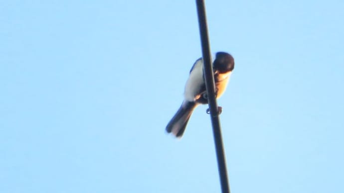 冬鳥が近くに来た~