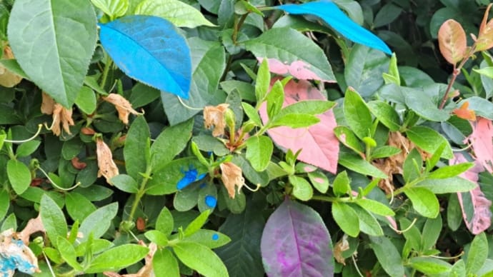 画伯