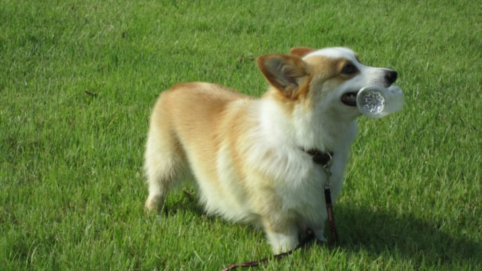 愛犬タルトとサッカー