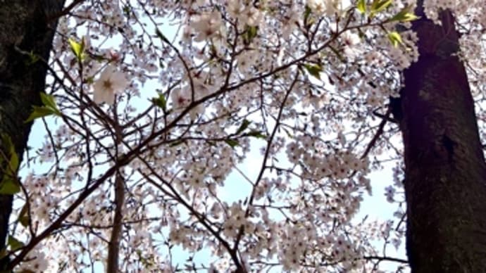 週末の公園