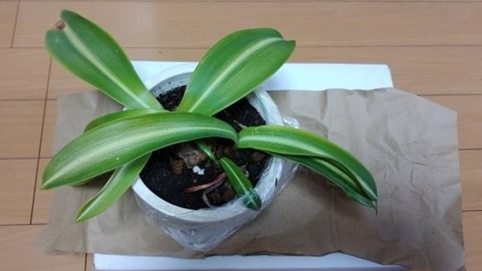 ブログの先輩・・・から嬉しいプレゼントが~~!
