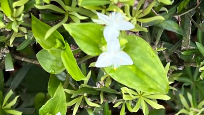 白い花のツユクサ・・・朝の散歩で見つけた草花