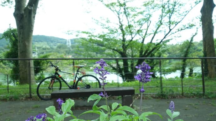 sakeの歩窓から(津久井湖城山公園)