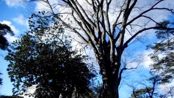 成田山遍照院のユズリハ