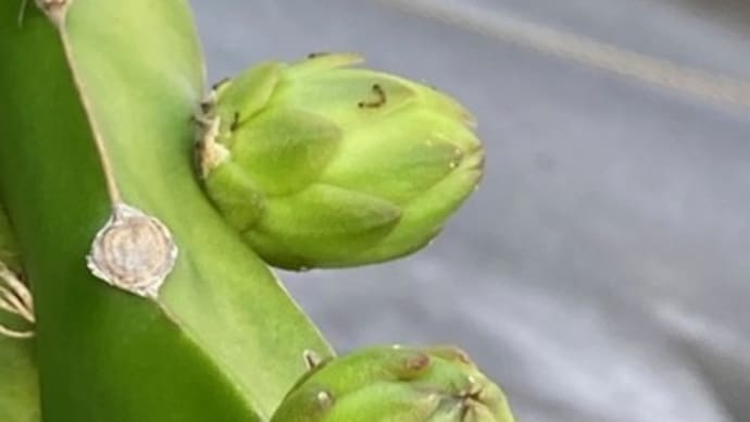 夜中に咲くサボテン類の夏に翻弄される