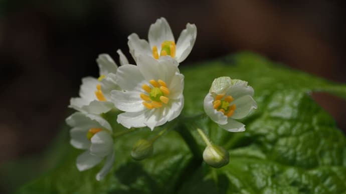 春本番を迎えた六甲高山植物園にて