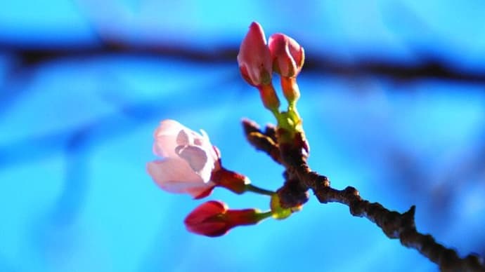 桜の開花状況と今朝の富士