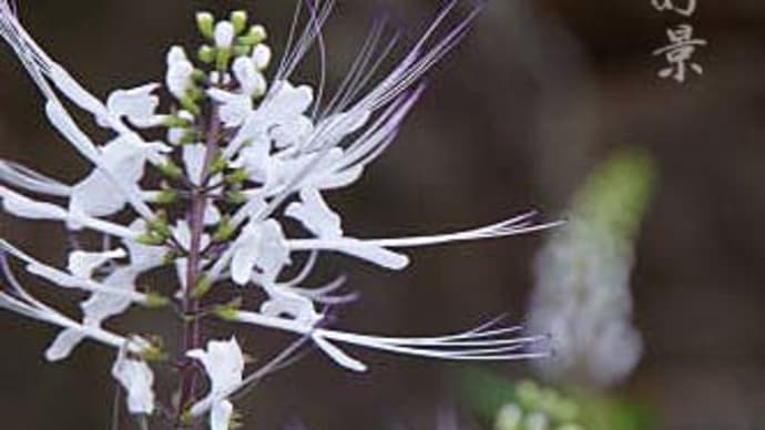 馬場花木園