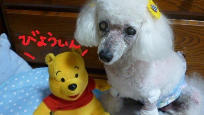 老犬ラスさん…また目の腫れ ( ▽|||)サー おまけでラグビー