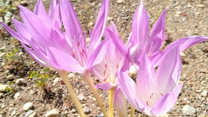 久し振りに花の便り コルチカム開花。