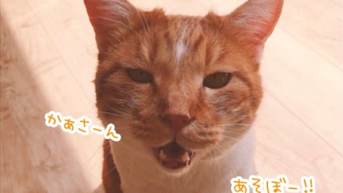 楓9歳の誕生日