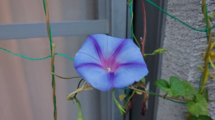 朝顔 10/6