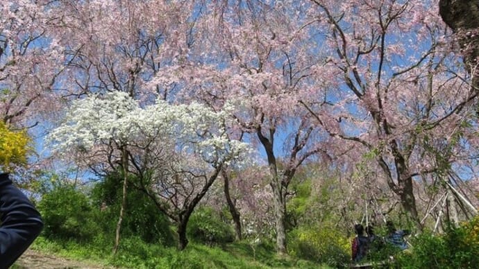 京都で遅いお花見 ー原谷苑ー