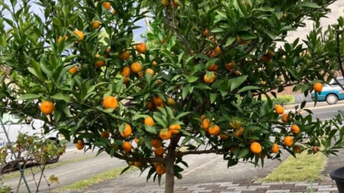 高田みかんが美味しそうです🍊