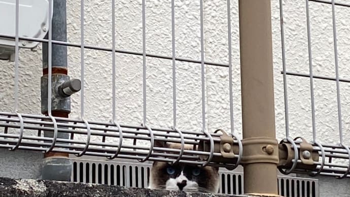 猫たちも春