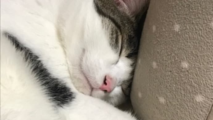 寝顔