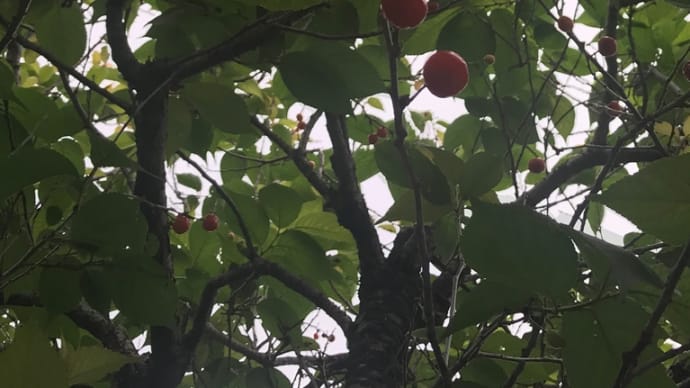 さくらんぼ🍒毎日の癒し🍒