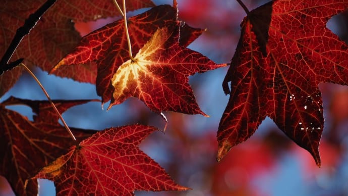 紅葉、真っ赤なものを求めて…