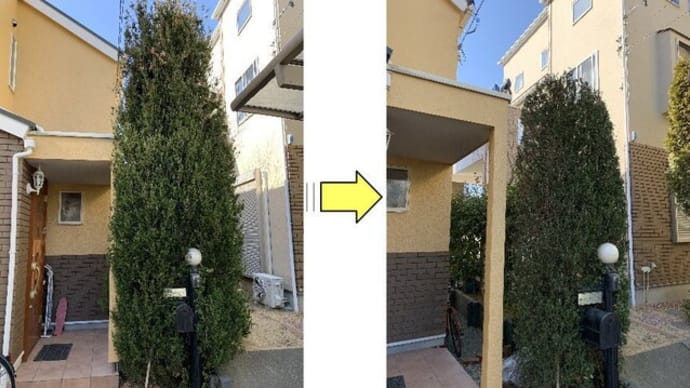 背の高くなったコニファー枝おろし作業ご依頼