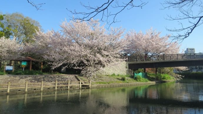 桜もそろそろ終わり