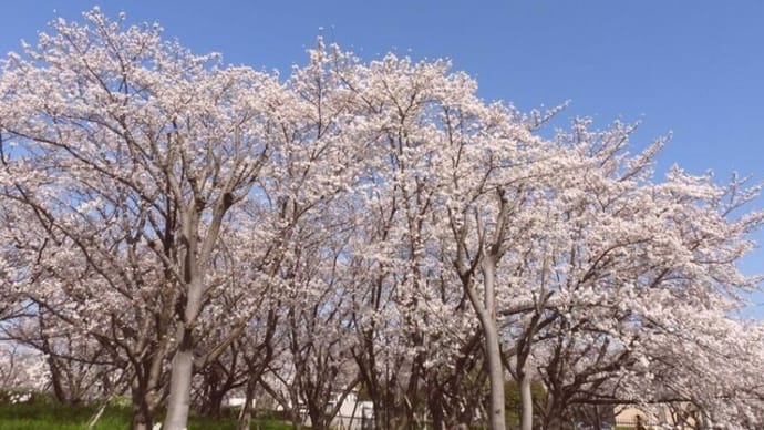 春爛漫　桜にレンジャク 　春を満喫