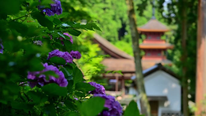 紫陽花の季節に長命寺へ 3