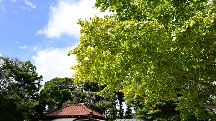 ◆黄葉初め、面足神社の銀杏