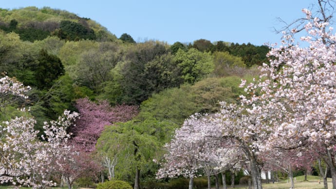 八重桜