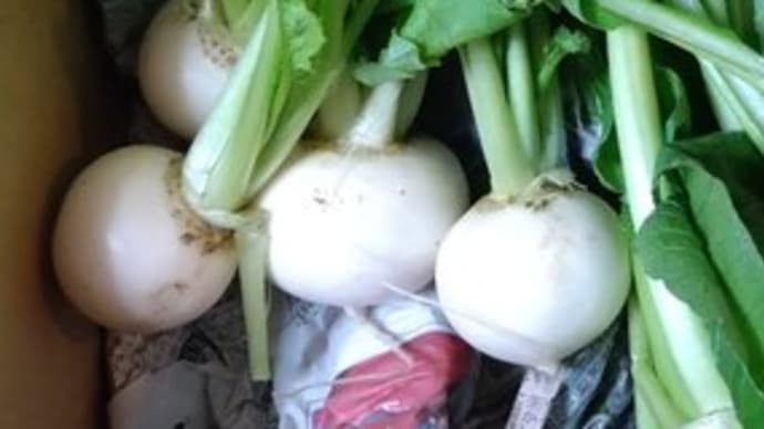田舎の従姉妹から大晦日に野菜が届く 2024/12/31