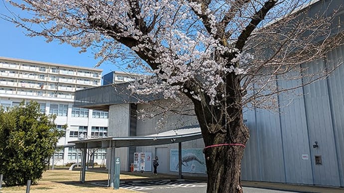近所の桜の開花状況チェック(2025/03/28)