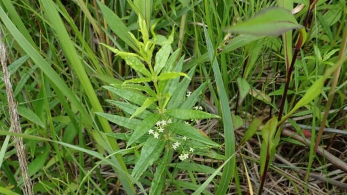 2020年に出会った植物　⑩