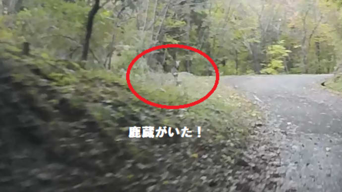 令和2年10月23日・鹿蔵・・・ここにもいたか・・・