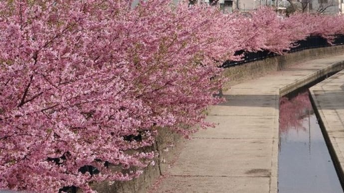 京都　淀水路の河津桜　満開です