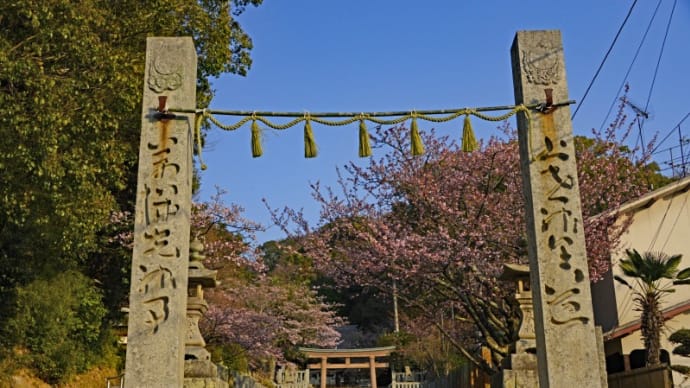 三島神社の薄紅寒桜