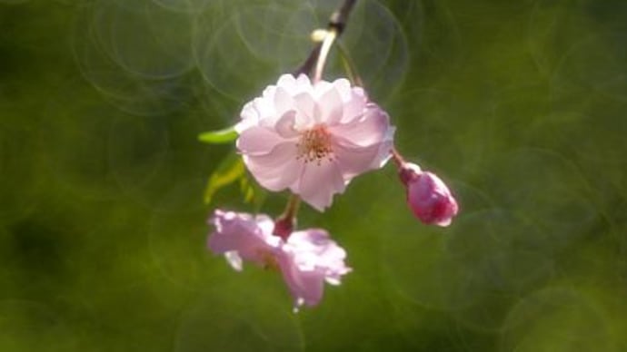エキザクタマウントの三枚玉で撮る桜