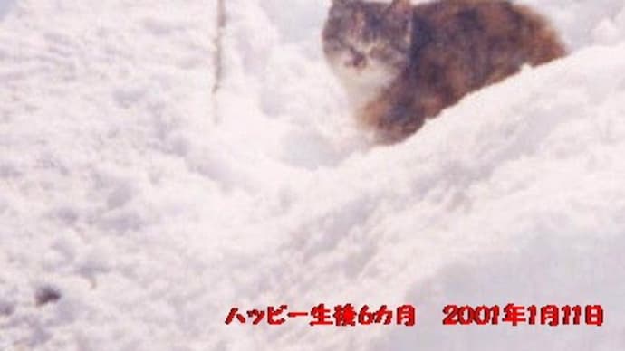 今日は愛猫ハッピーとの出会い記念日でした。