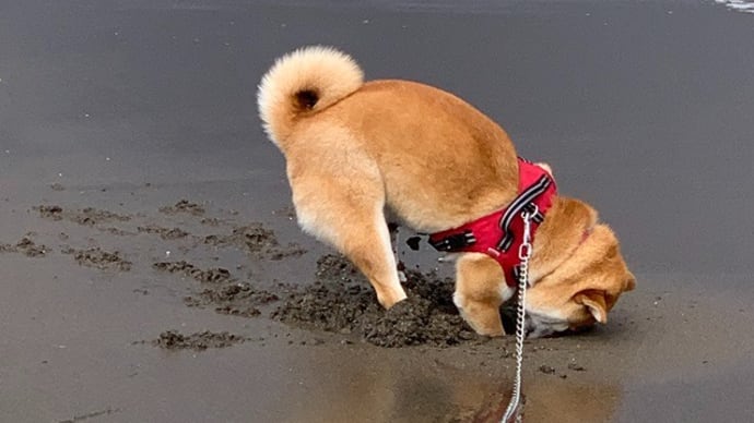 三浦海岸でお散歩～。穴掘りを楽しむ柴犬「ひのき」